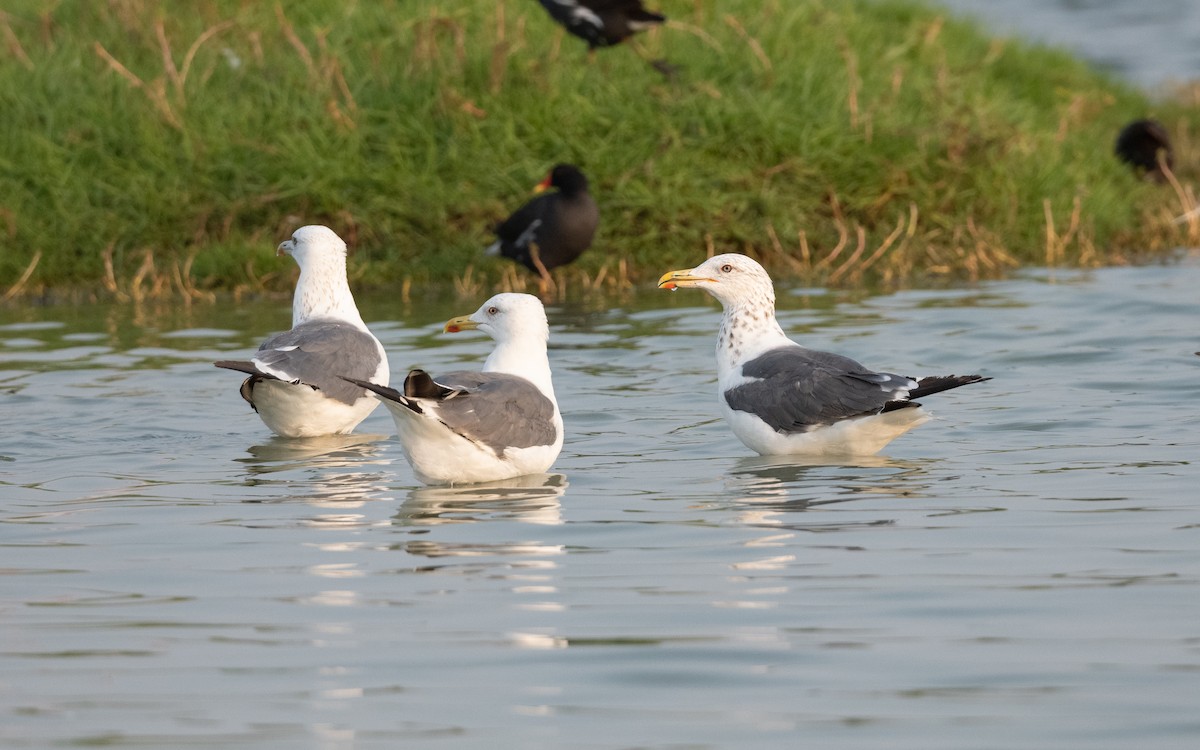 Lesser Black-backed Gull (Heuglin's) - ML627101344