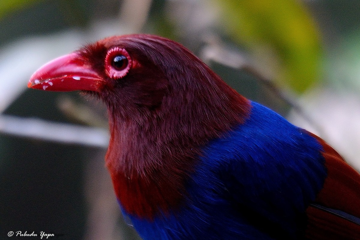 Sri Lanka Blue-Magpie - ML627101347