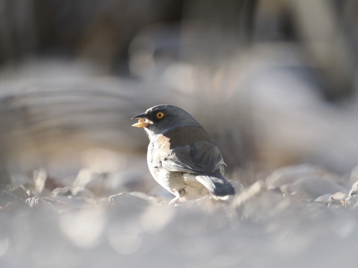 Yellow-eyed Junco - ML627101371