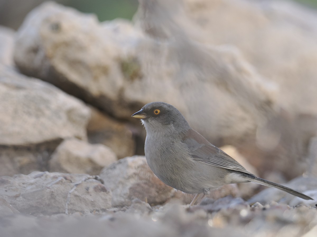Yellow-eyed Junco - ML627101398