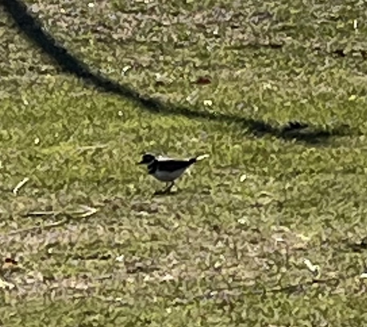 Killdeer - ML627101597