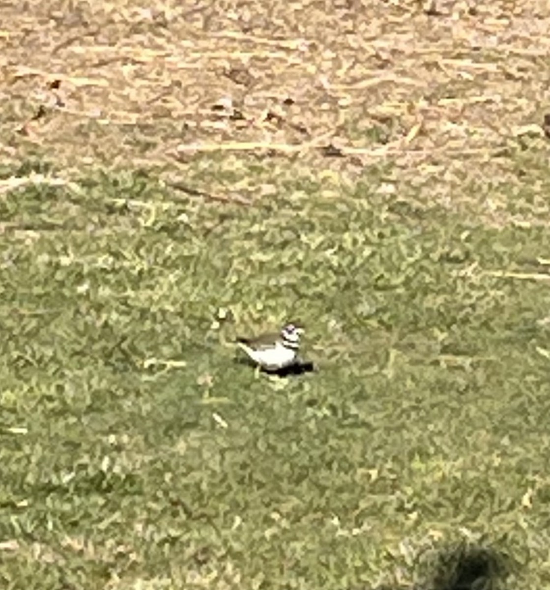 Killdeer - ML627101598