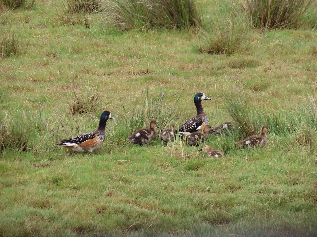 Chiloe Wigeon - ML627101768