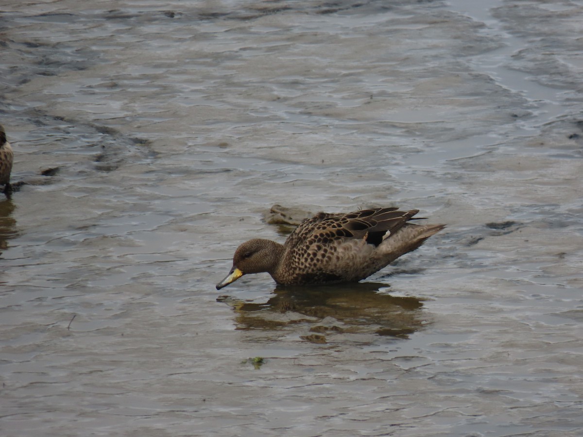 Yellow-billed Teal - ML627101774
