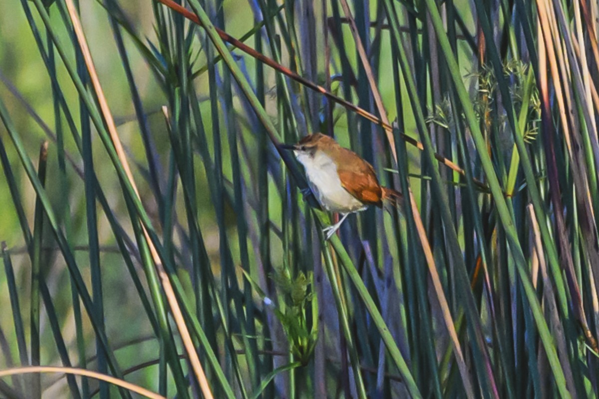 Yellow-chinned Spinetail - ML627101781