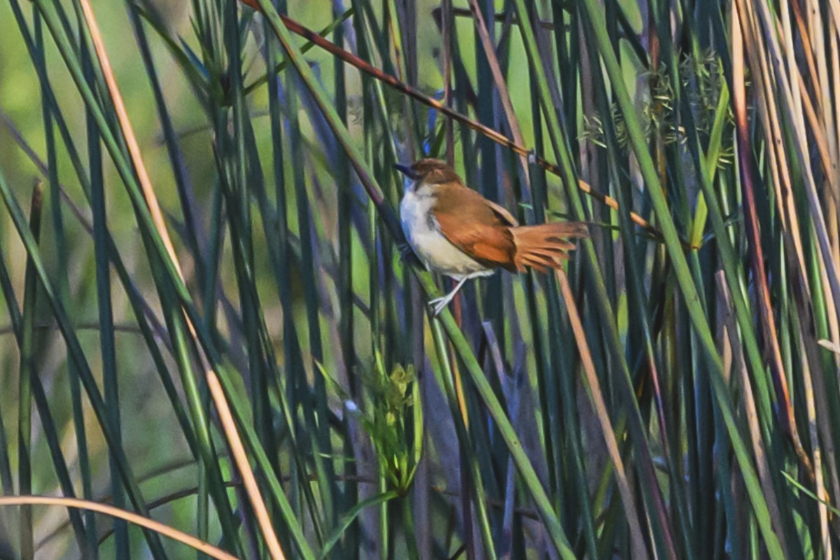 Yellow-chinned Spinetail - ML627101783