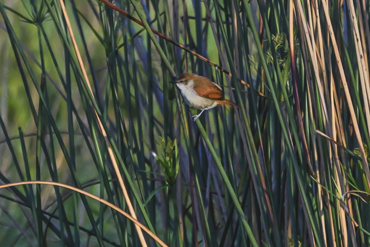 Yellow-chinned Spinetail - ML627101784