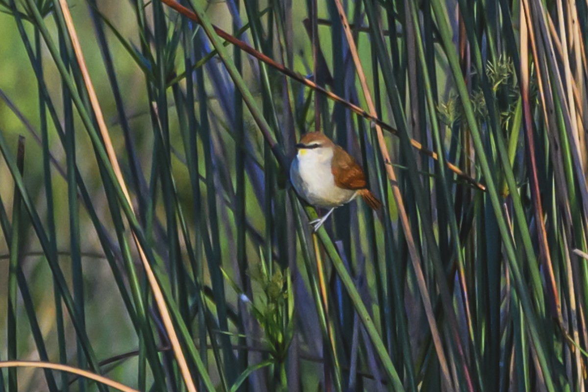 Yellow-chinned Spinetail - ML627101785