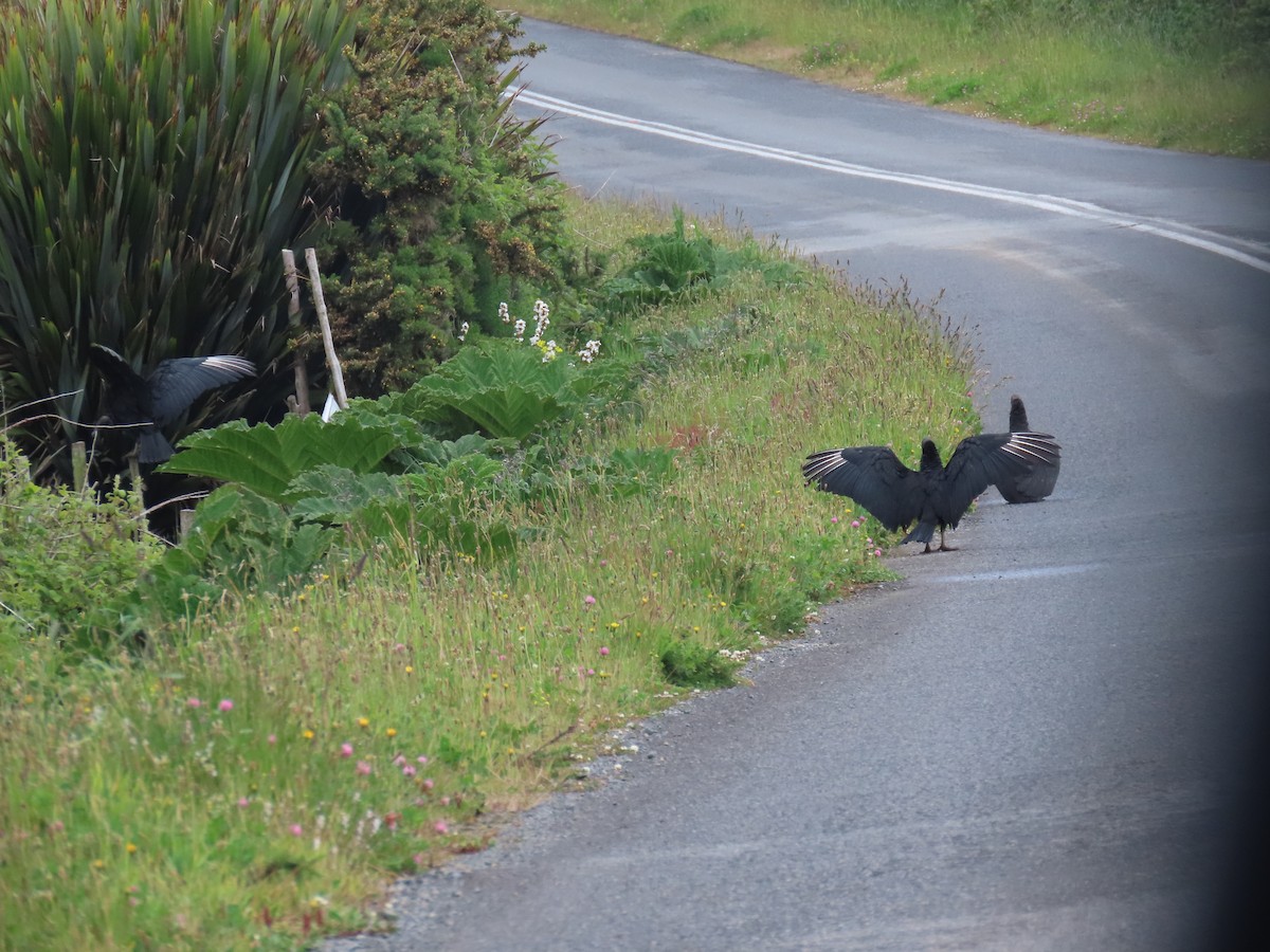Black Vulture - ML627101791