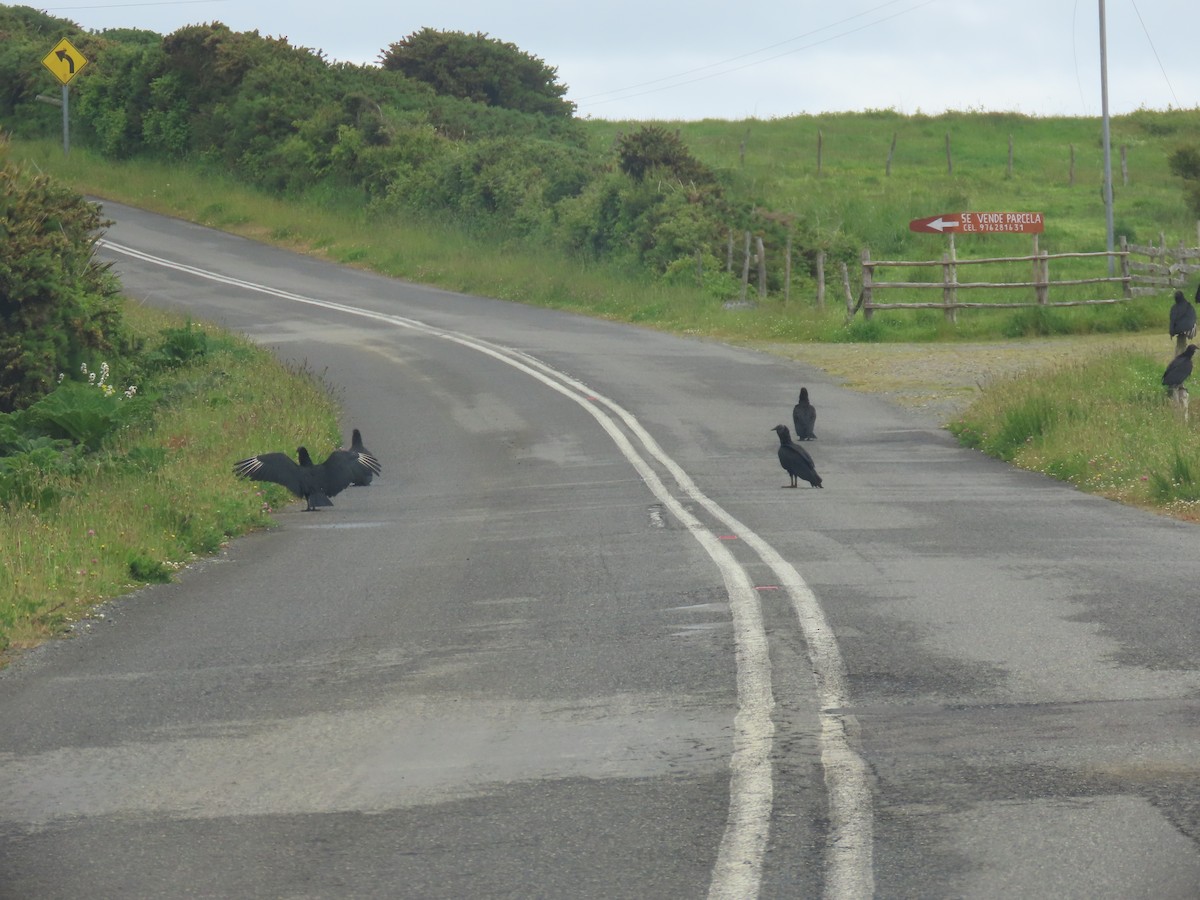 Black Vulture - ML627101792