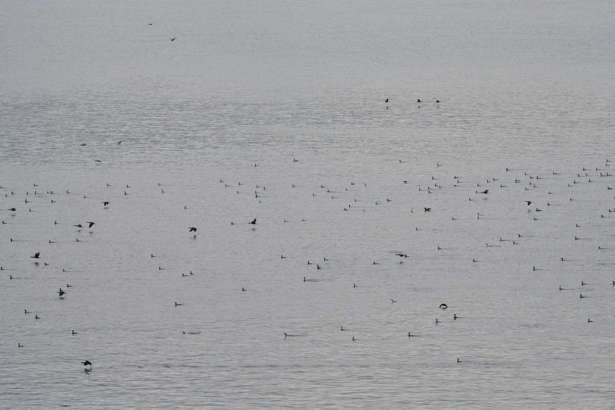 Brandt's Cormorant - ML627101828