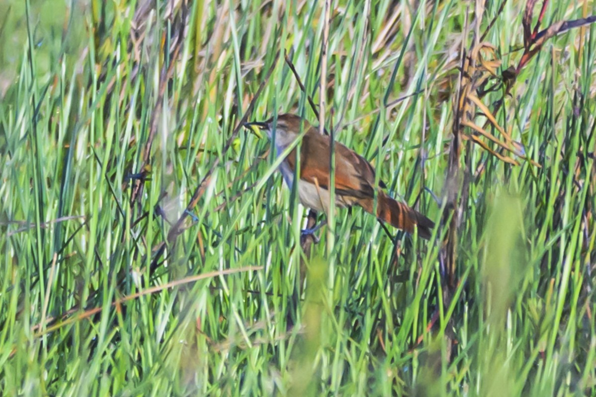 Yellow-chinned Spinetail - ML627101873