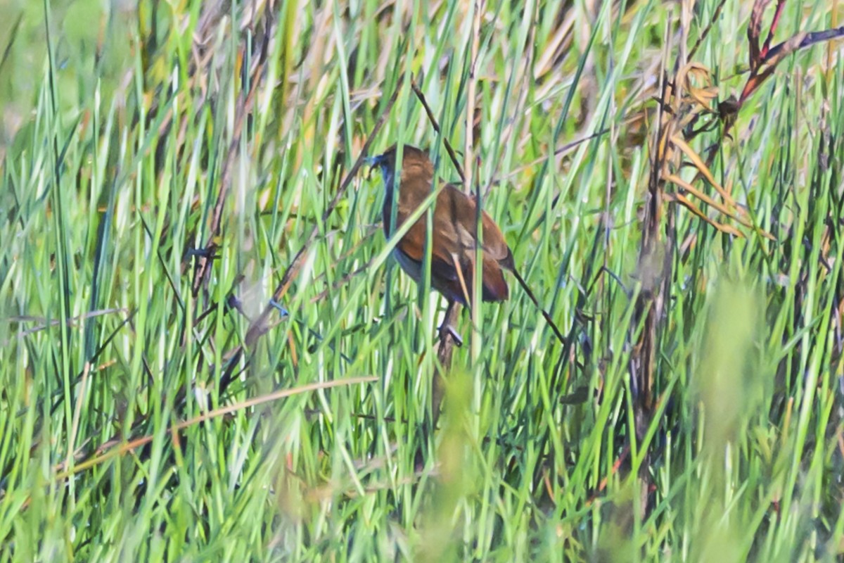 Yellow-chinned Spinetail - ML627101879