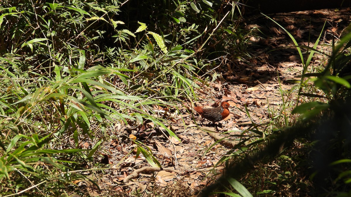 Madagascar Flufftail - ML627101936