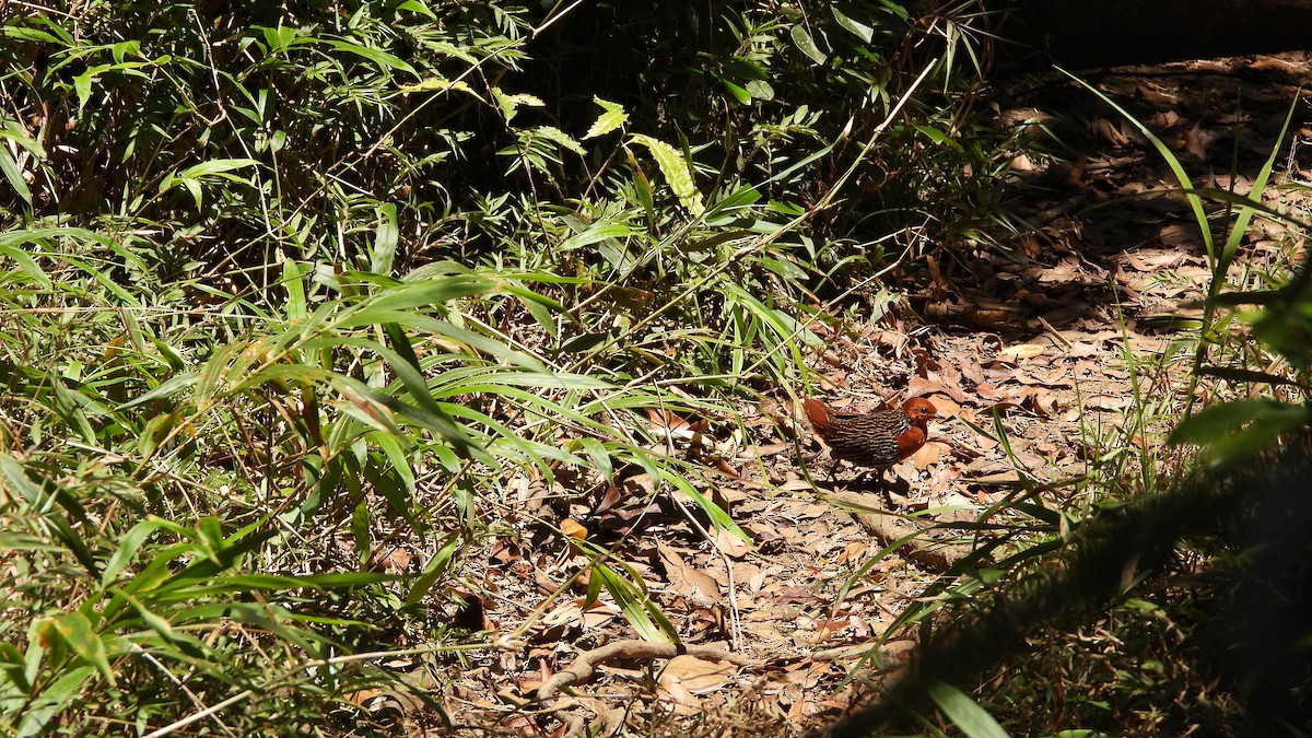 Madagascar Flufftail - ML627101937