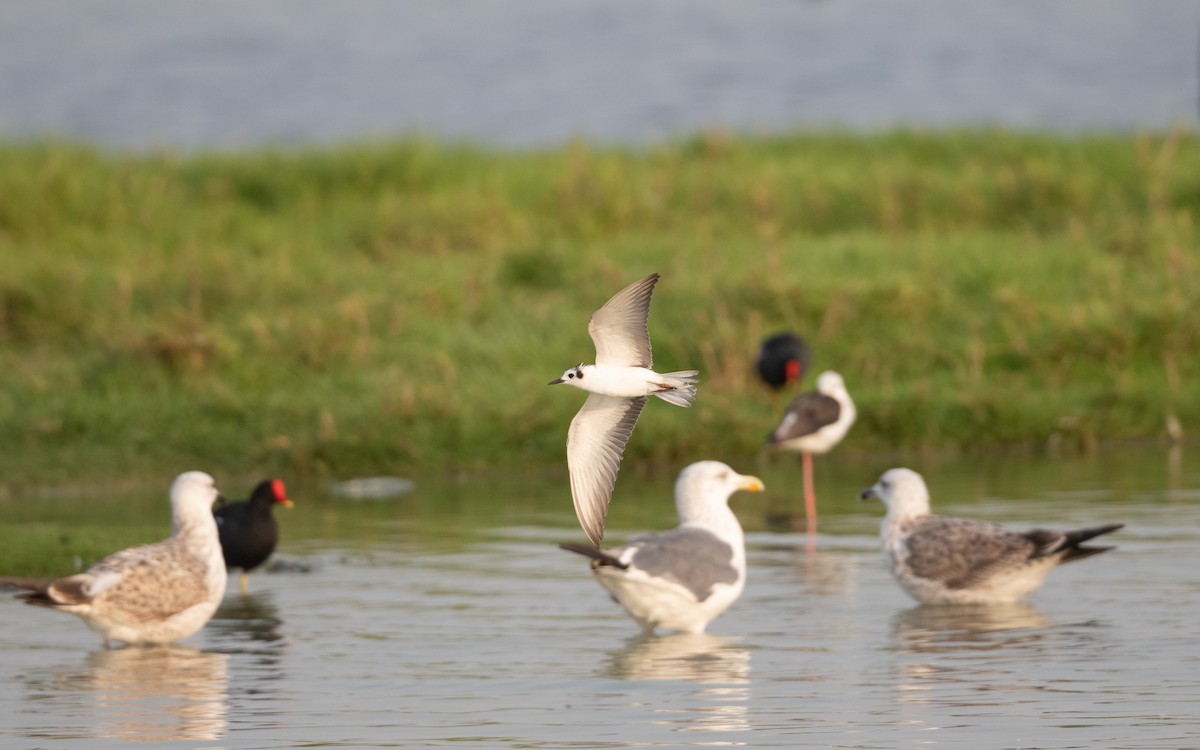 White-winged Tern - ML627102031