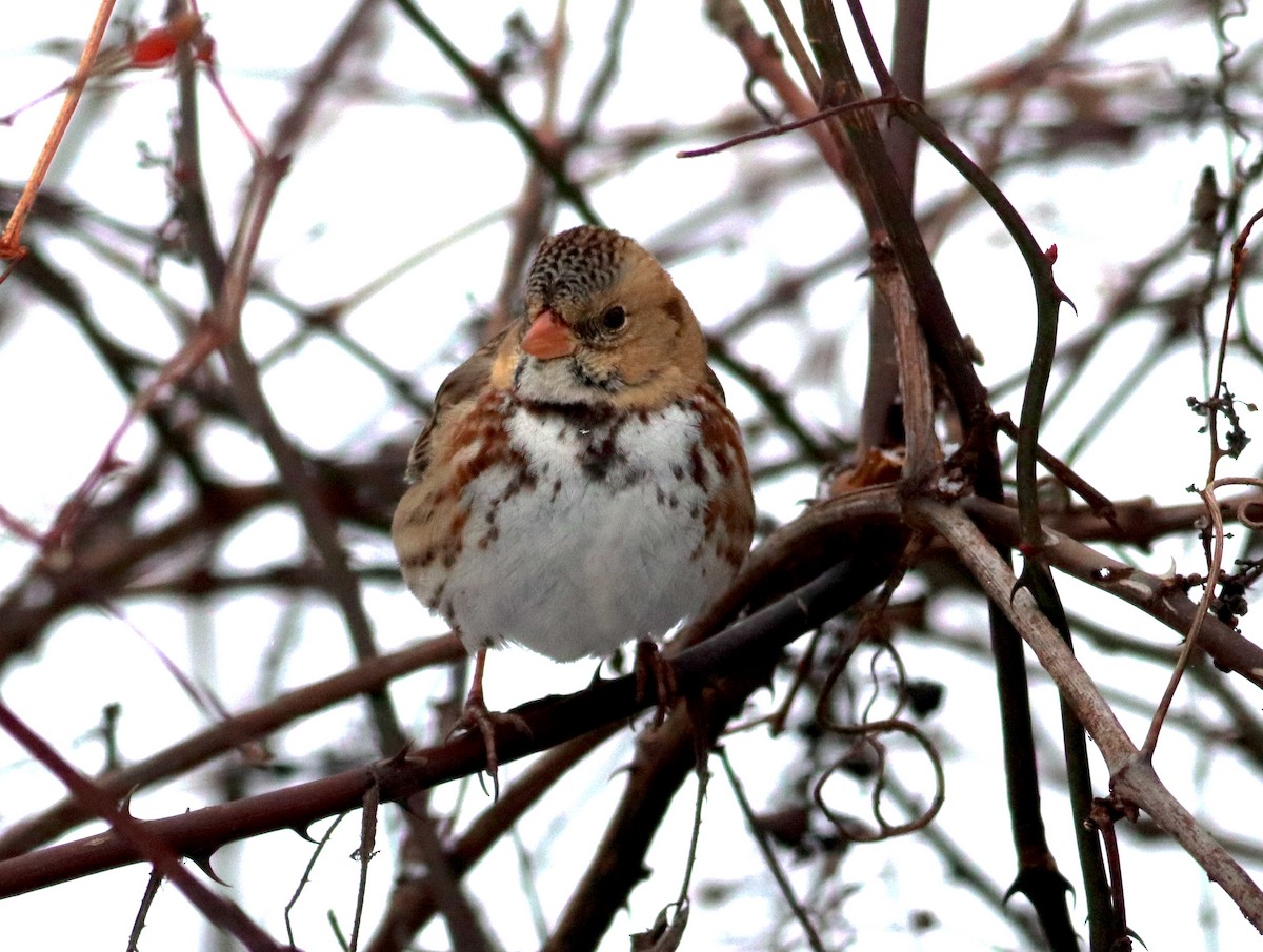 Harris's Sparrow - ML627102130