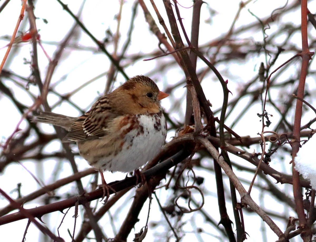 Harris's Sparrow - ML627102131