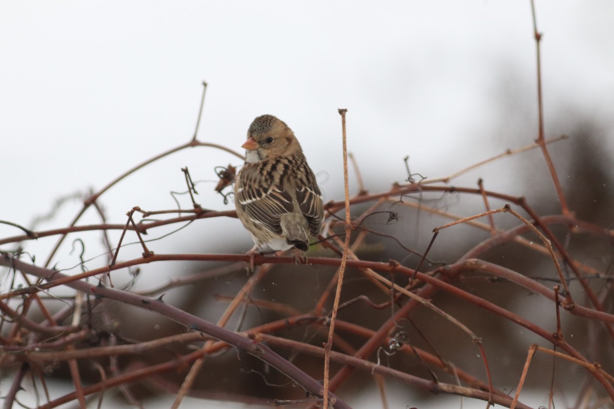 Harris's Sparrow - ML627102132