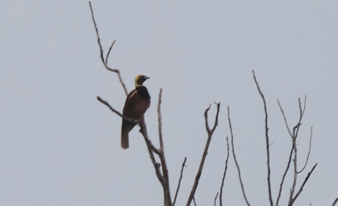 Raggiana Bird-of-Paradise - ML627102335