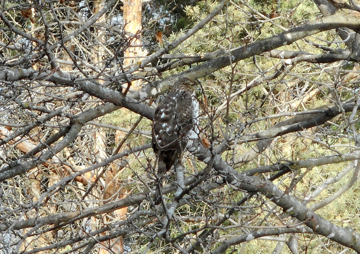 Cooper's Hawk - ML627102530