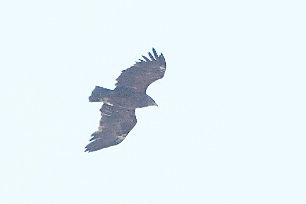 Greater Spotted Eagle - ML627102664