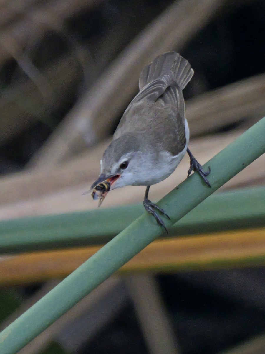 Lesser Swamp Warbler - ML627102700