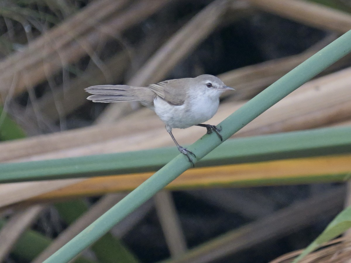 Lesser Swamp Warbler - ML627102701