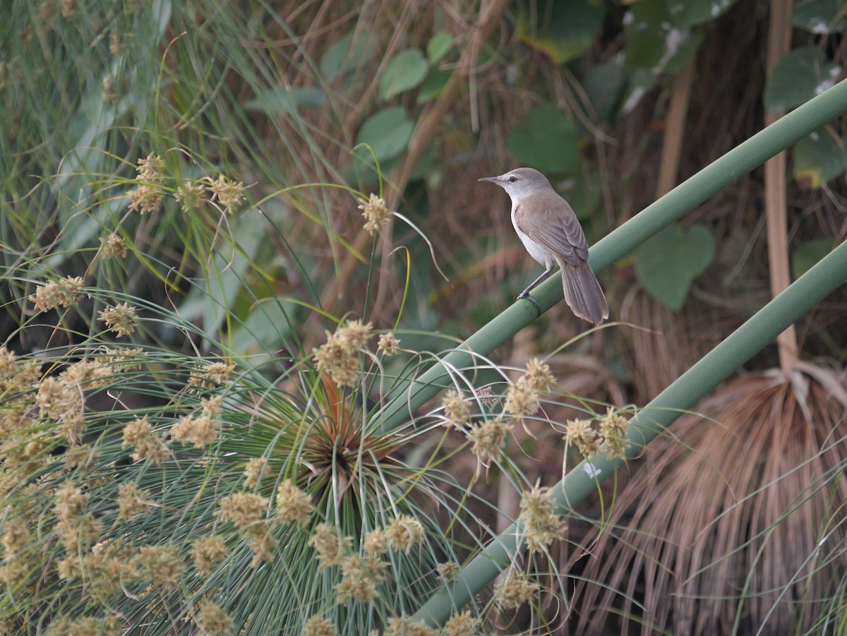 Lesser Swamp Warbler - ML627102702