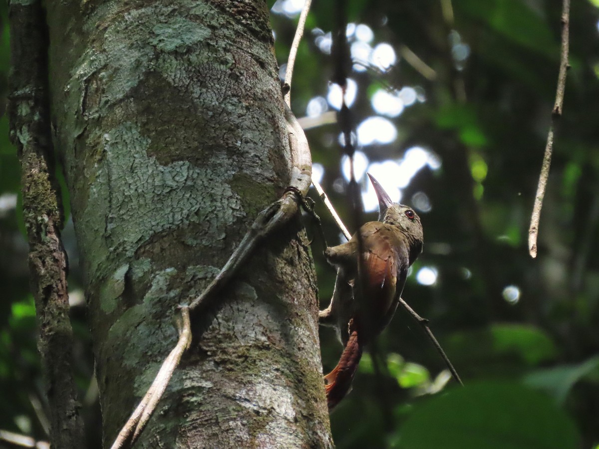Red-billed Woodcreeper - ML627102781