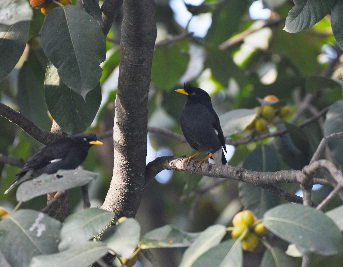 Great Myna - ML627103209