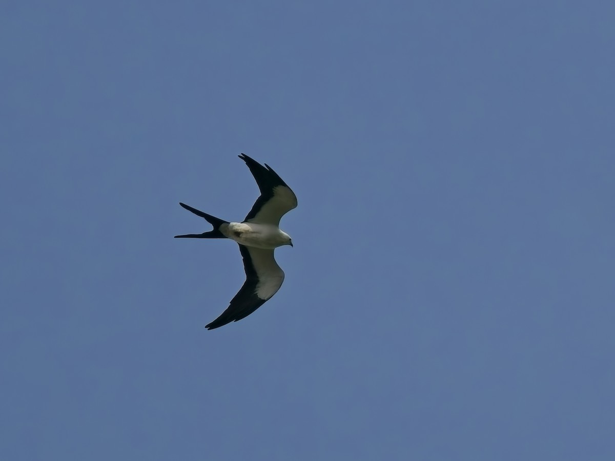 דאה אמריקנית - ML627103303