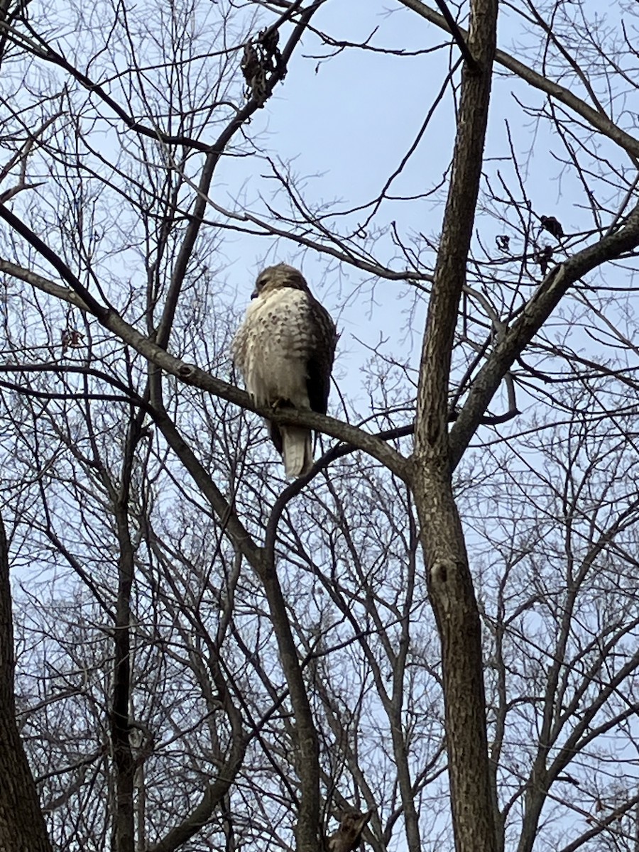 Red-tailed Hawk - ML627103452