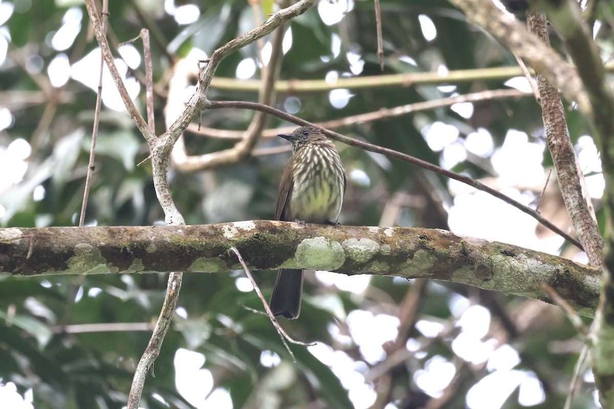 Sumatran Bulbul - ML627103810