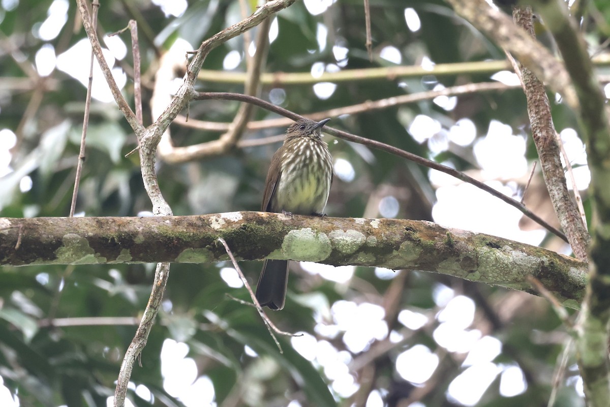 Sumatran Bulbul - ML627103814