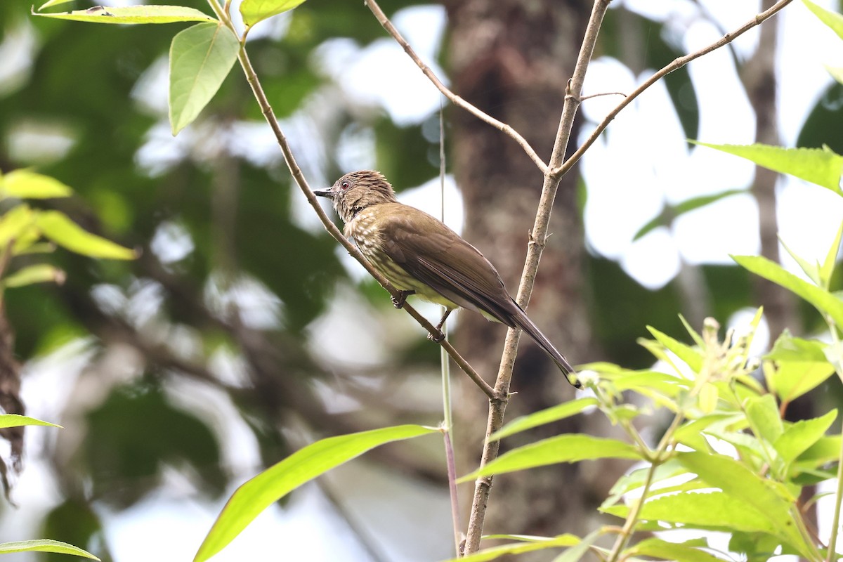 Sumatran Bulbul - ML627103817