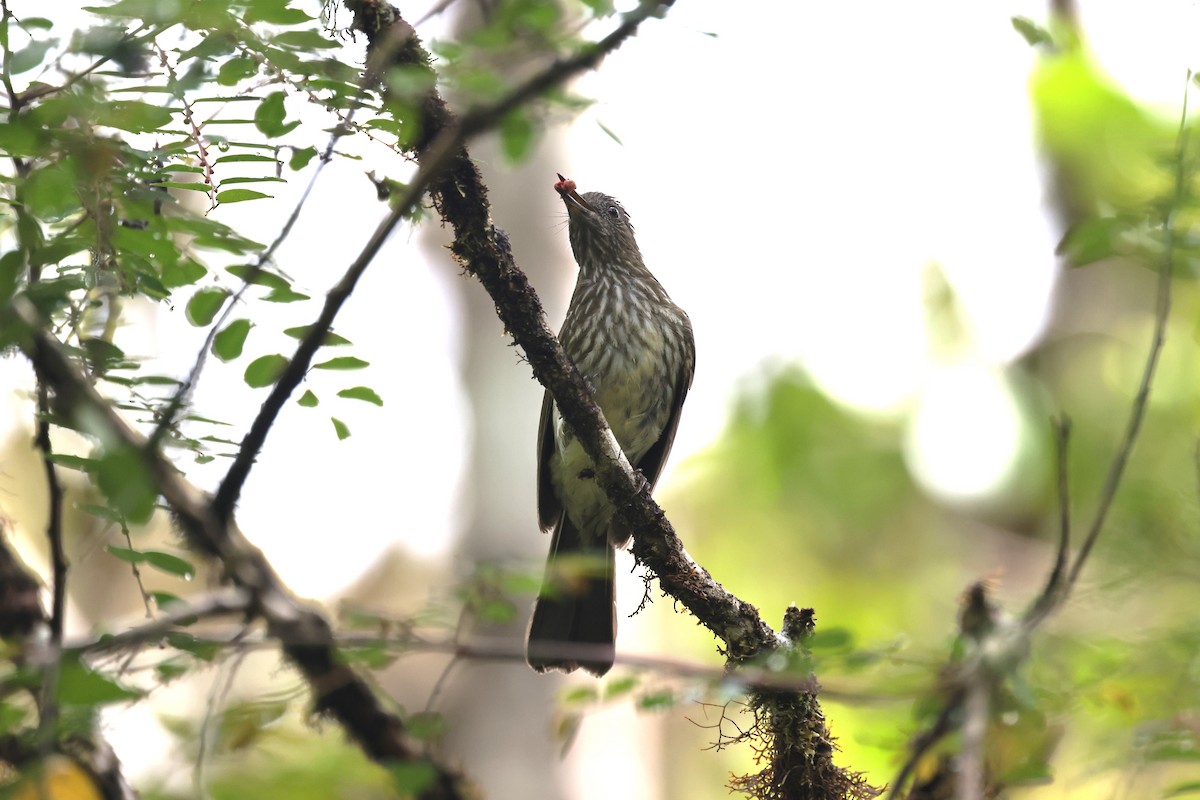 Sumatran Bulbul - ML627103819