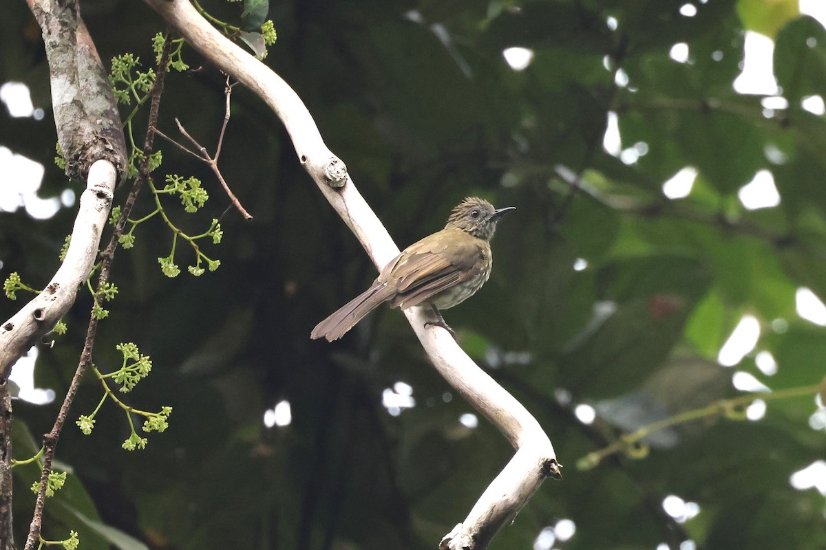 Sumatran Bulbul - ML627103846