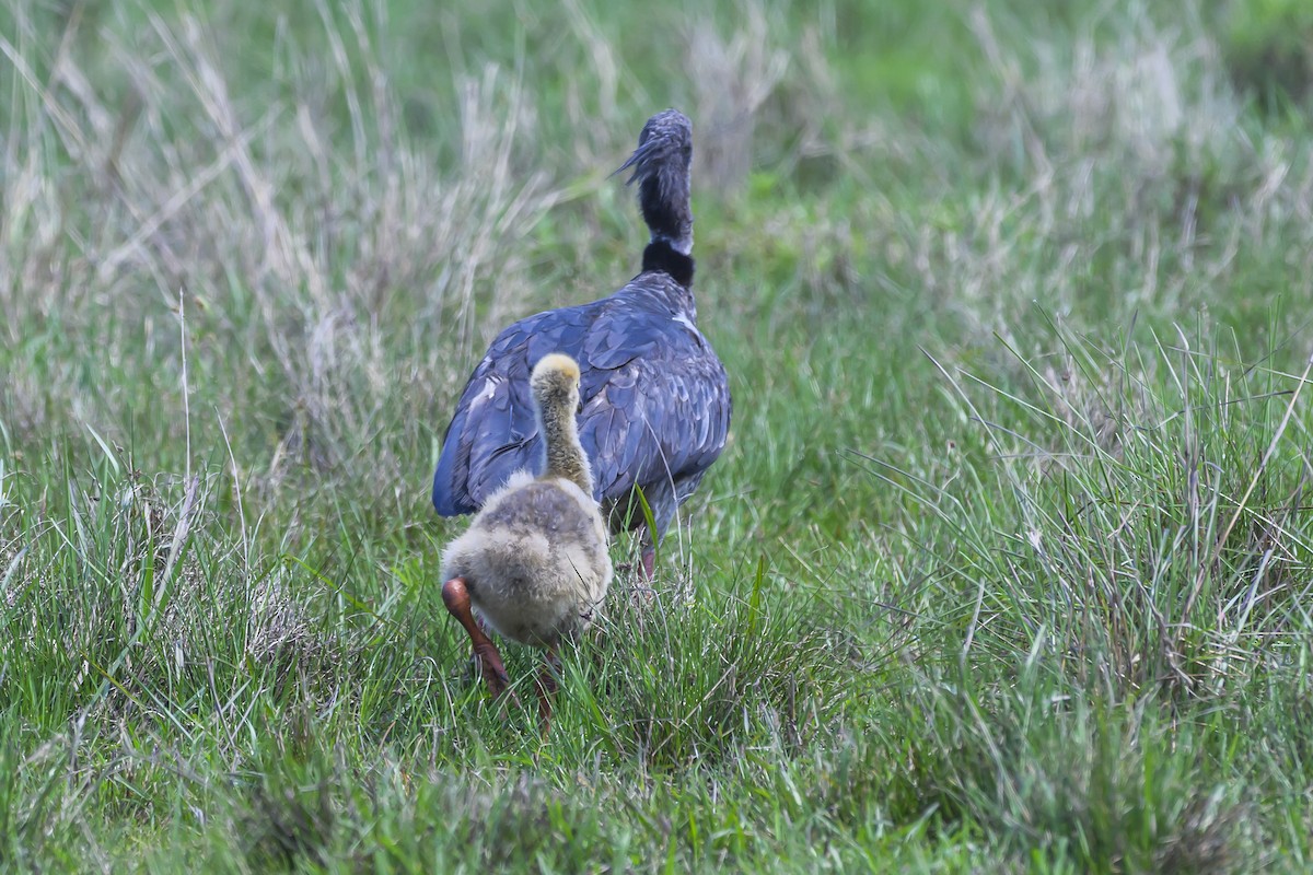 Southern Screamer - ML627103855