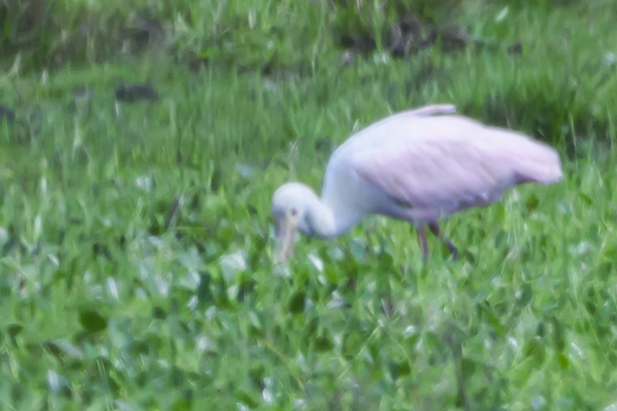 Roseate Spoonbill - ML627103858