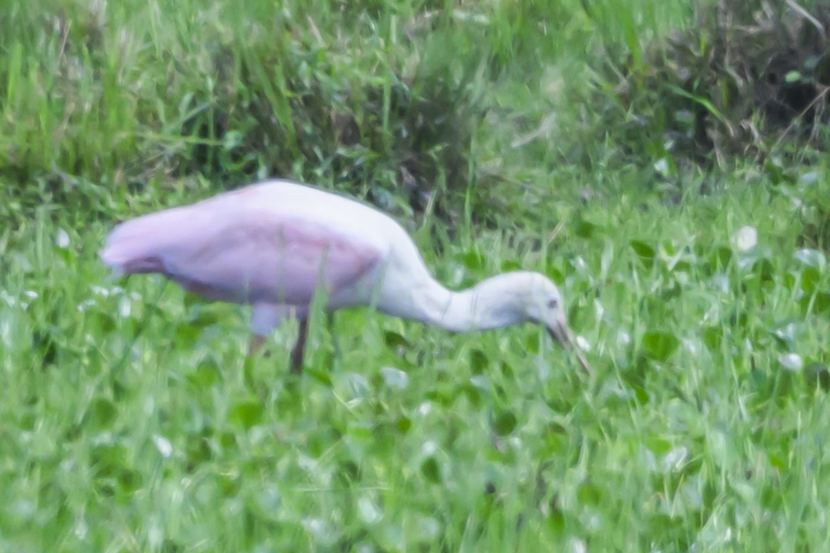 Roseate Spoonbill - ML627103860