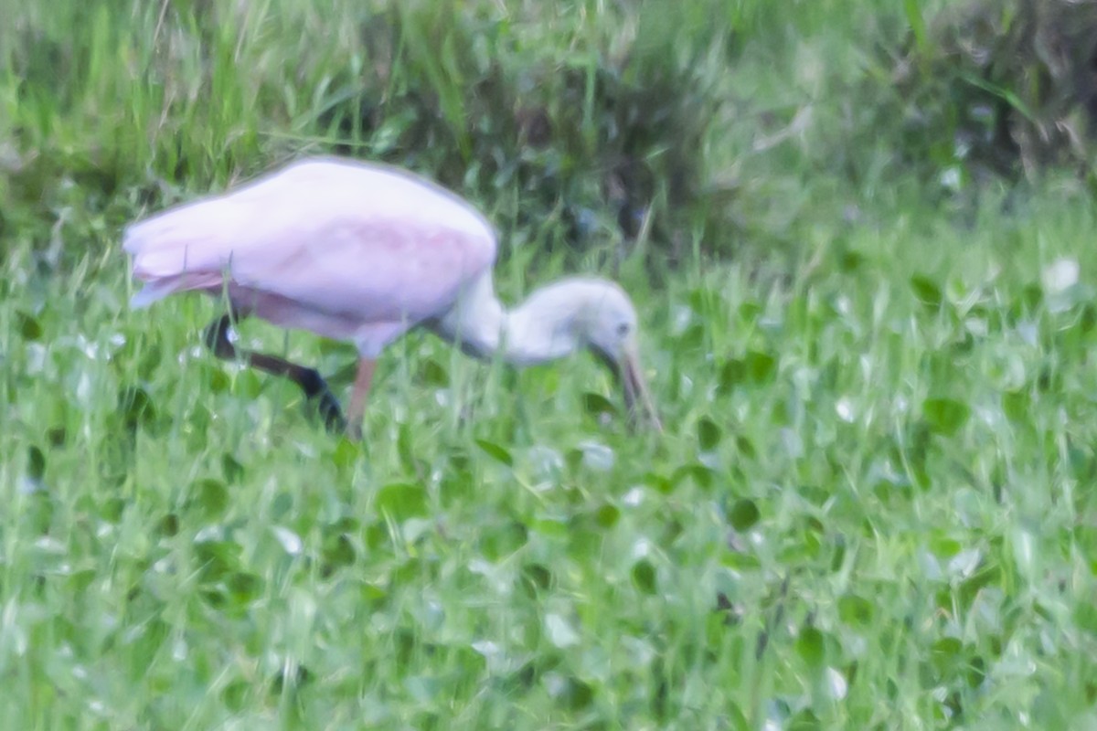 Roseate Spoonbill - ML627103861