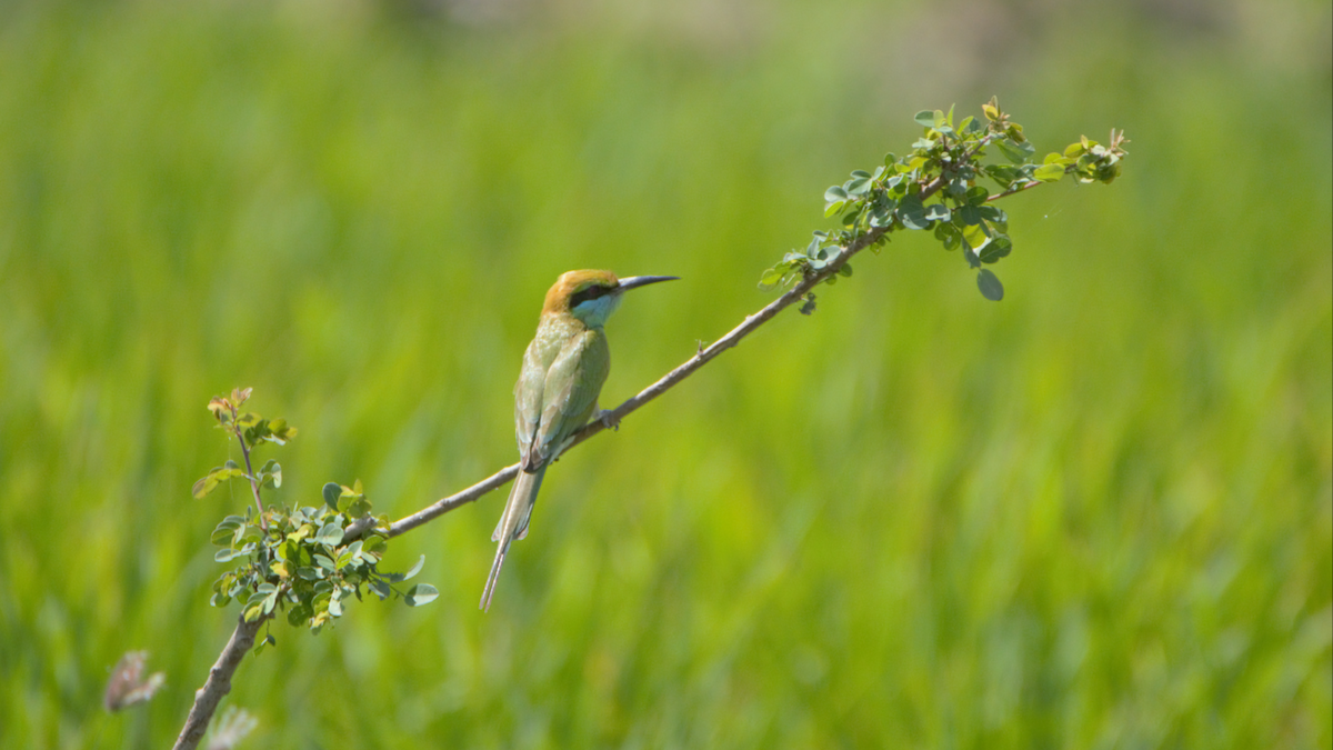 Asian Green Bee-eater - ML627103868