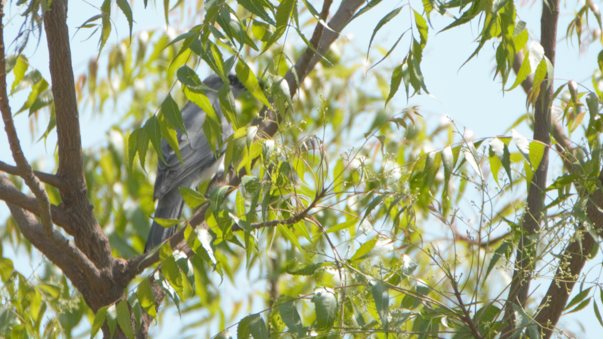 Indian Cuckooshrike - ML627103935