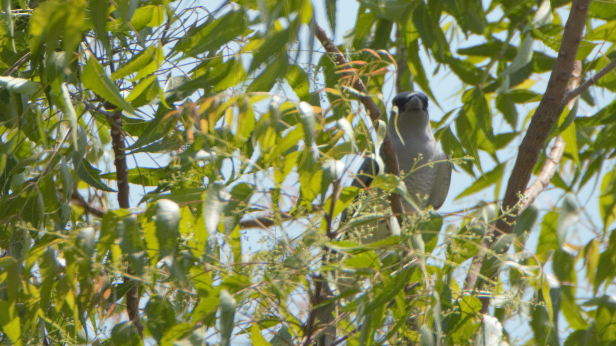 Indian Cuckooshrike - ML627103936