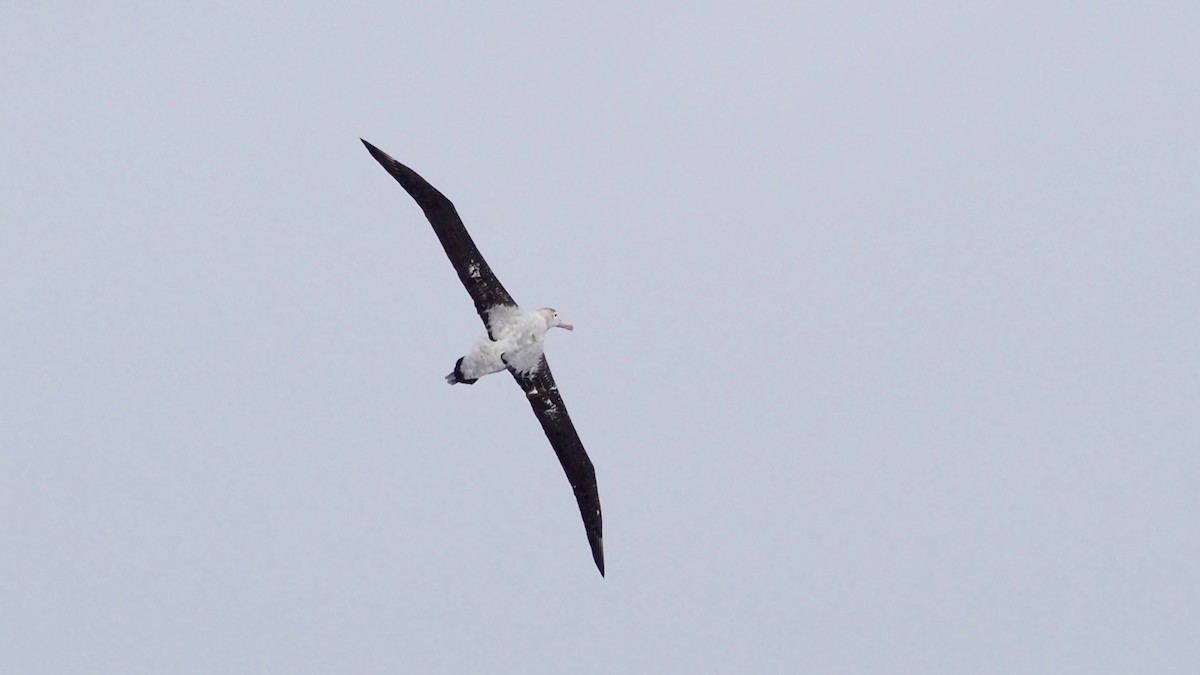 Snowy/Tristan/Antipodean Albatross - ML627103954