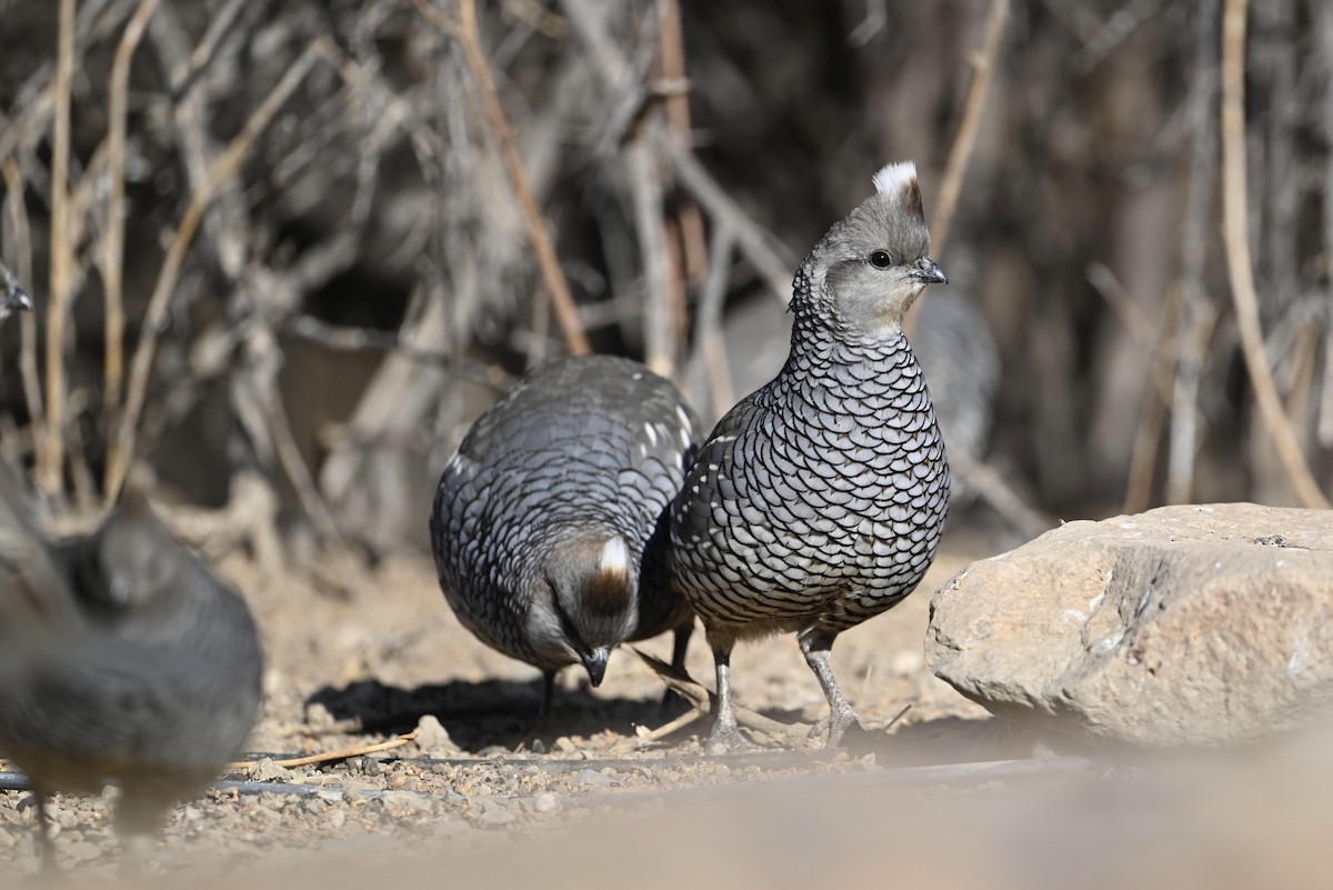 Scaled Quail - ML627103974