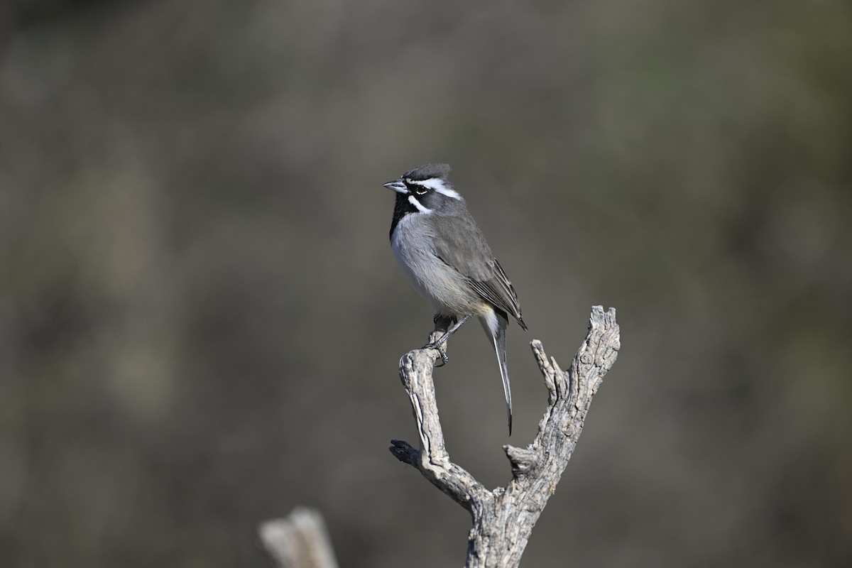 Black-throated Sparrow - ML627103985