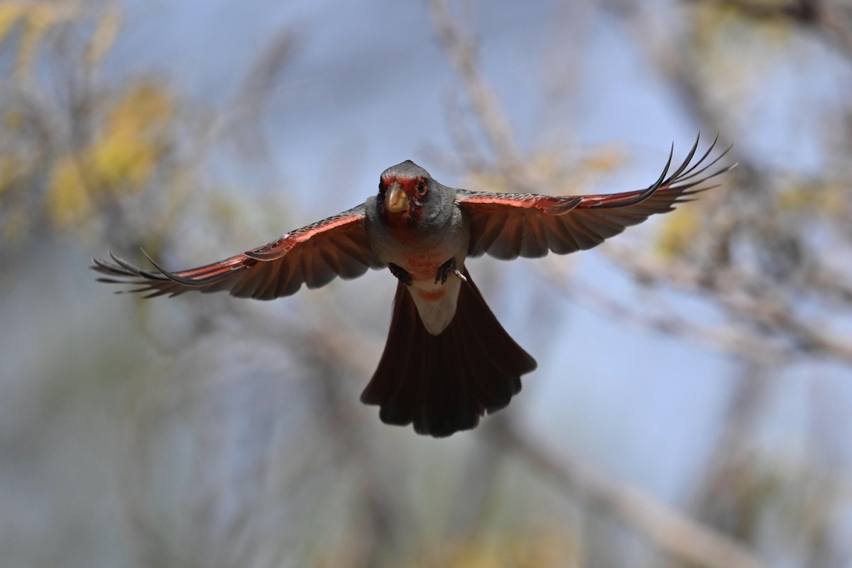 Pyrrhuloxia - Alexander Sobolev