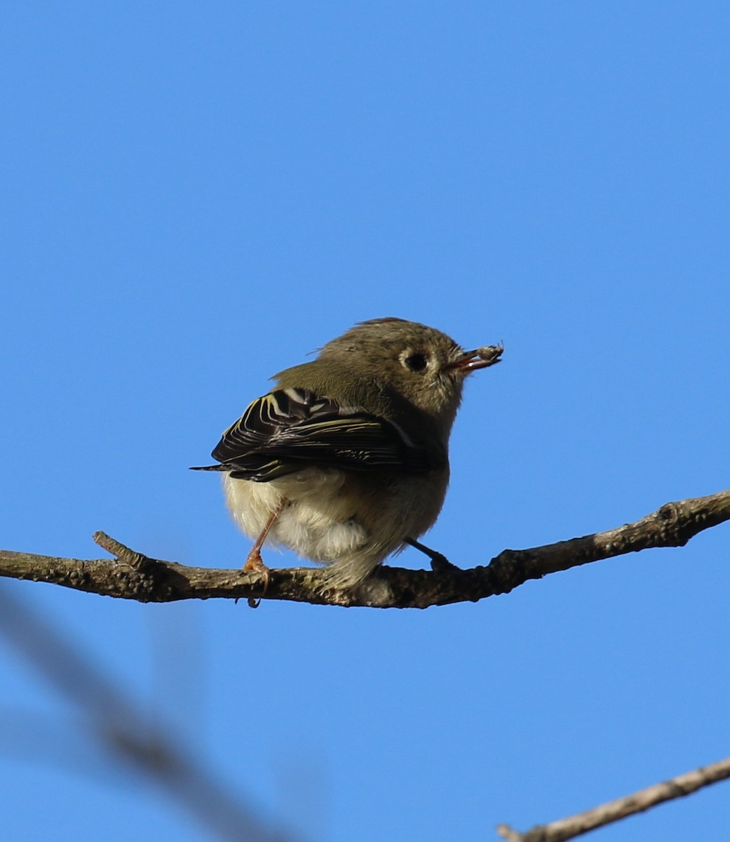 Ruby-crowned Kinglet - ML627104213